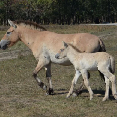 200 év után jött világra ismét Przewalski-ló Közép-Kazahsztán sztyeppéin