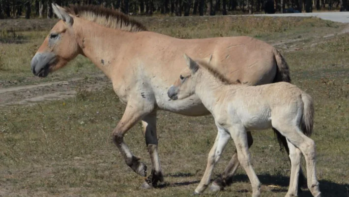 200 év után jött világra ismét Przewalski-ló Közép-Kazahsztán sztyeppéin